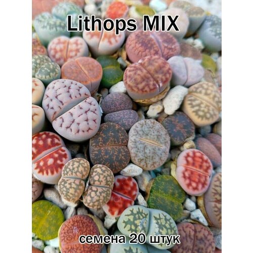 Суккулент Lithops mix (литопсы, живые камни) семена 20 штук смесь видов