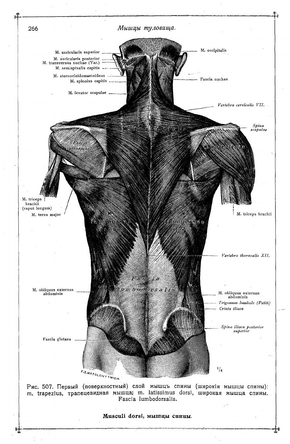 Книга Анатомический Атлас для Студентов и Врачей, Выпуск 3 - фото №9
