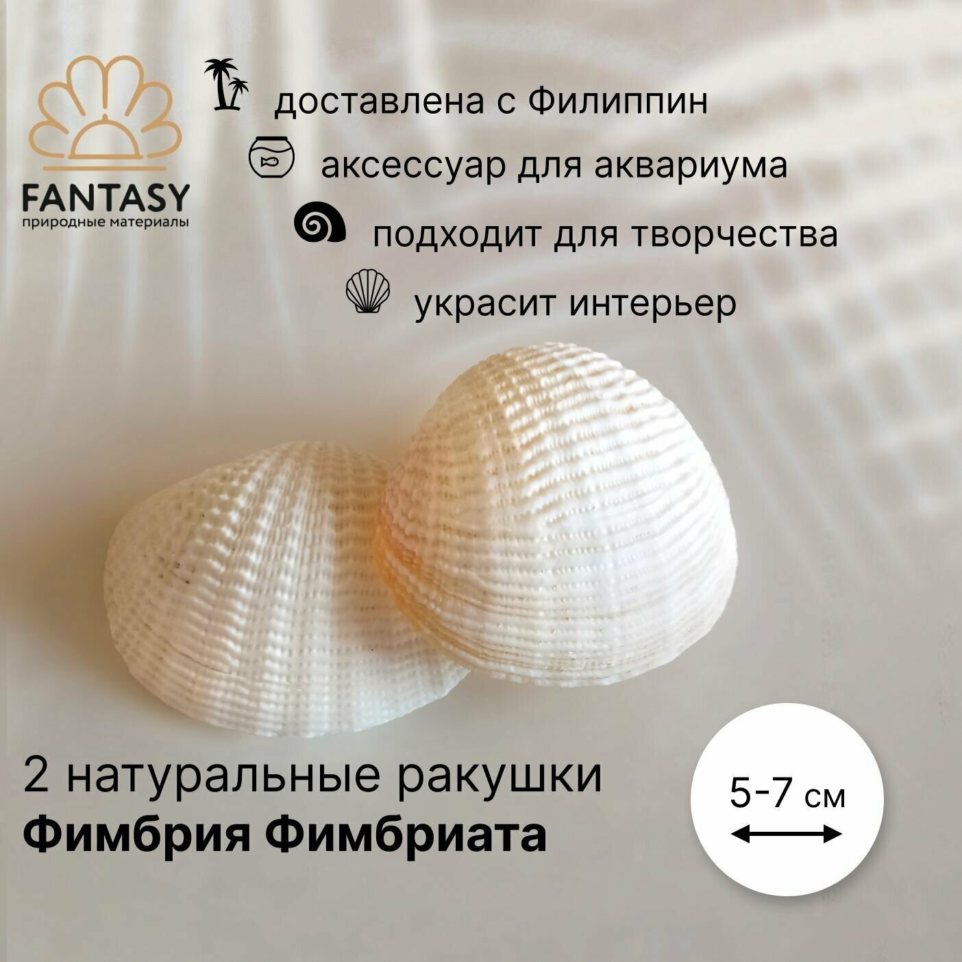 Натуральные морские ракушки FANTASY Фимбрия фимбриата 2 шт 5-7 см