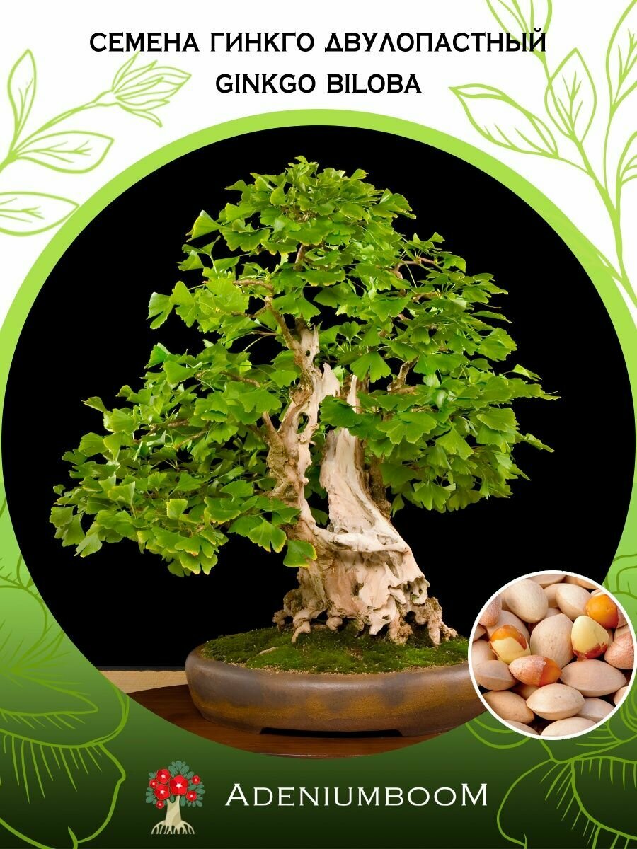 Семена Гинкго Двулопастный, храмовое дерево (2 шт.) /Ginkgo Biloba, семена редких комнатных цветов, суккулентов многолетних, цветущих растений/AdeniumBoom