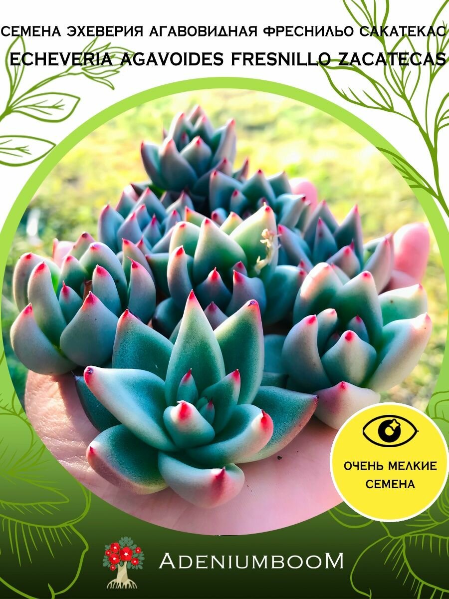 Семена Эхеверия Агавовидная Фреснильо Сакатекас (5 шт.) /Echeveria Agavoides Fresnillo Zacatecas, семена редких комнатных цветов, суккулентов многолетних, цветущих растений/AdeniumBoom