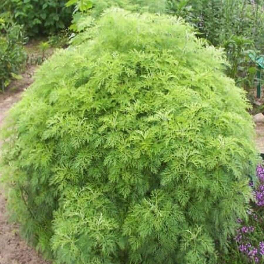 Семена Deodar SEEDS COMPANY Полынь древовидная 100 шт.