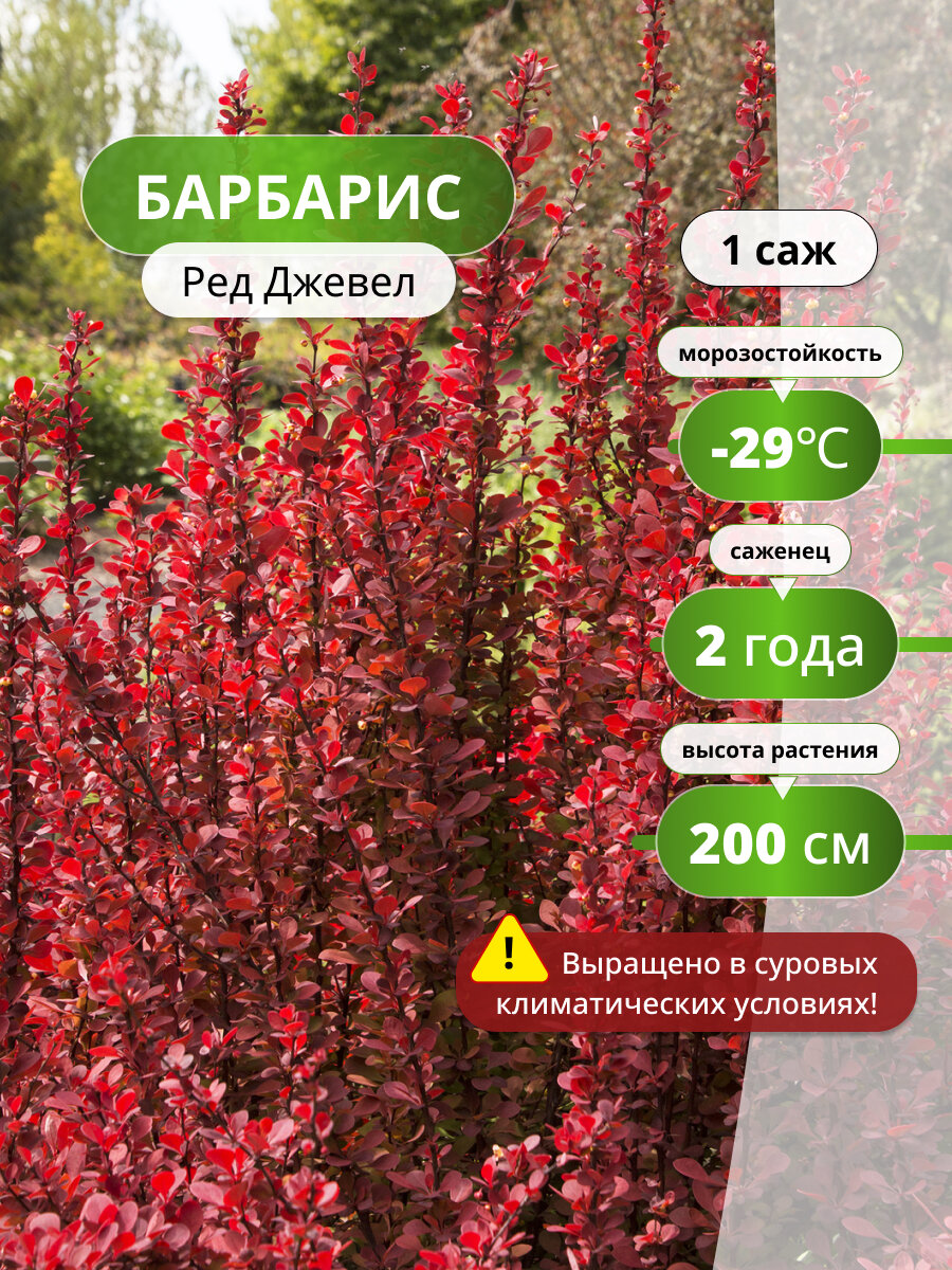 Барбарис Ред Джевел саженец барбариса декоративное растение морозостойкое