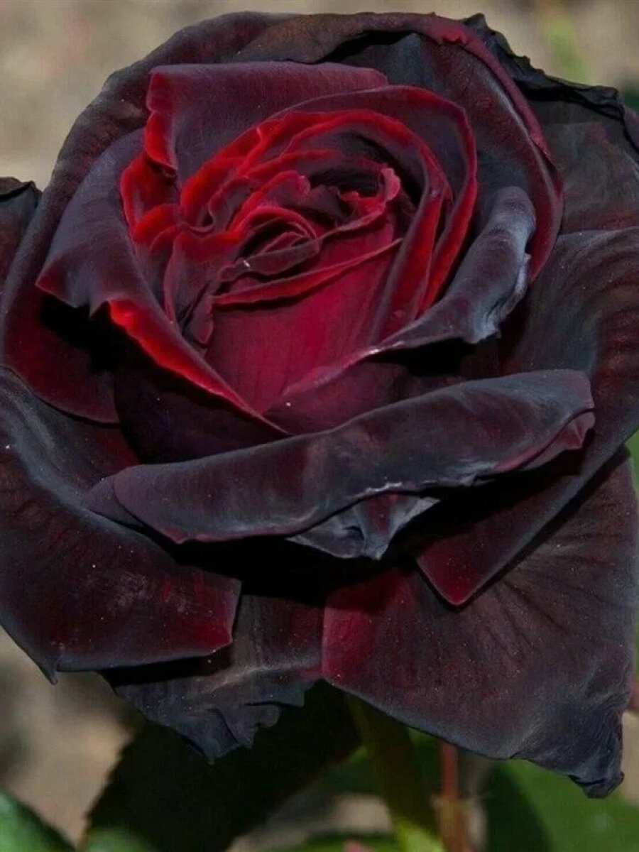 Роза чайно-гибридная Черный принц  2 саж  многолетняя  красная