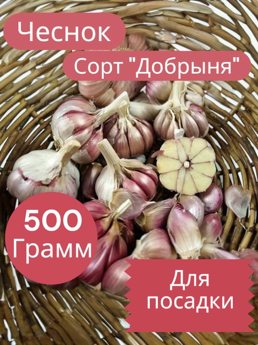 Чеснок добрыня на посадку озимый/ Сорт отборный/ Для посадки осенью 05кг