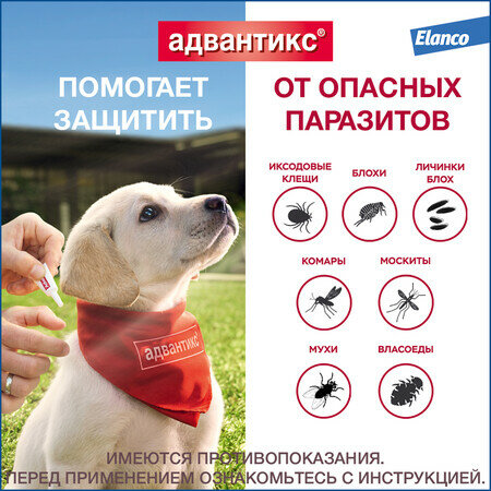 ELANCO Адвантикс 1 пипетка капли от блох, клещей и комаров для собак весом от 4 до 10 кг — фото 1