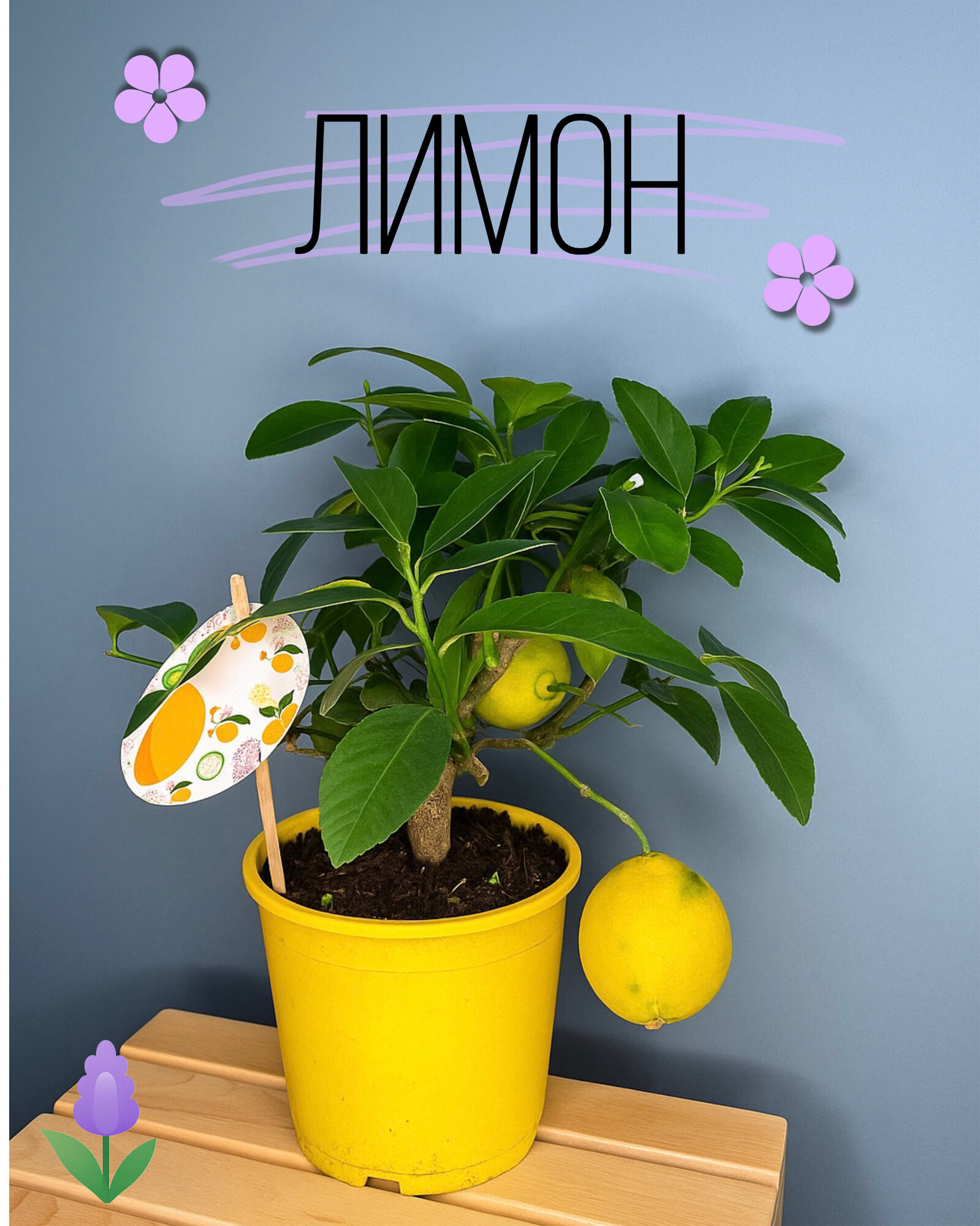 Лимон (Citrus limon) солнечная свежесть и аромат урожая у вас дома