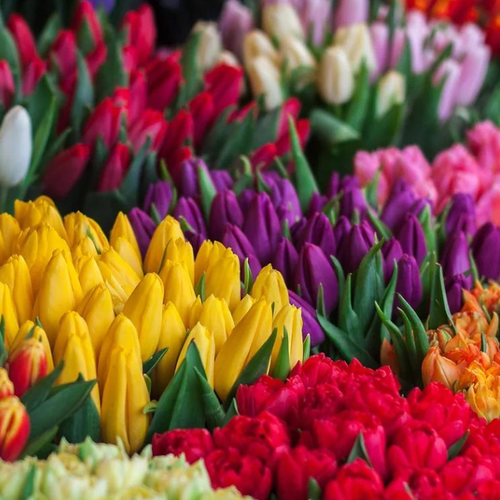 Луковицы Тюльпана Биг Микс ( 50 шт )