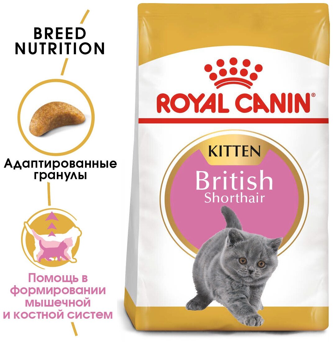 Корм Royal Canin British Shorthair Kitten (Британская Короткошерстная Киттен) сухой сбалансированный для британских короткошерстных котят, 2 кг