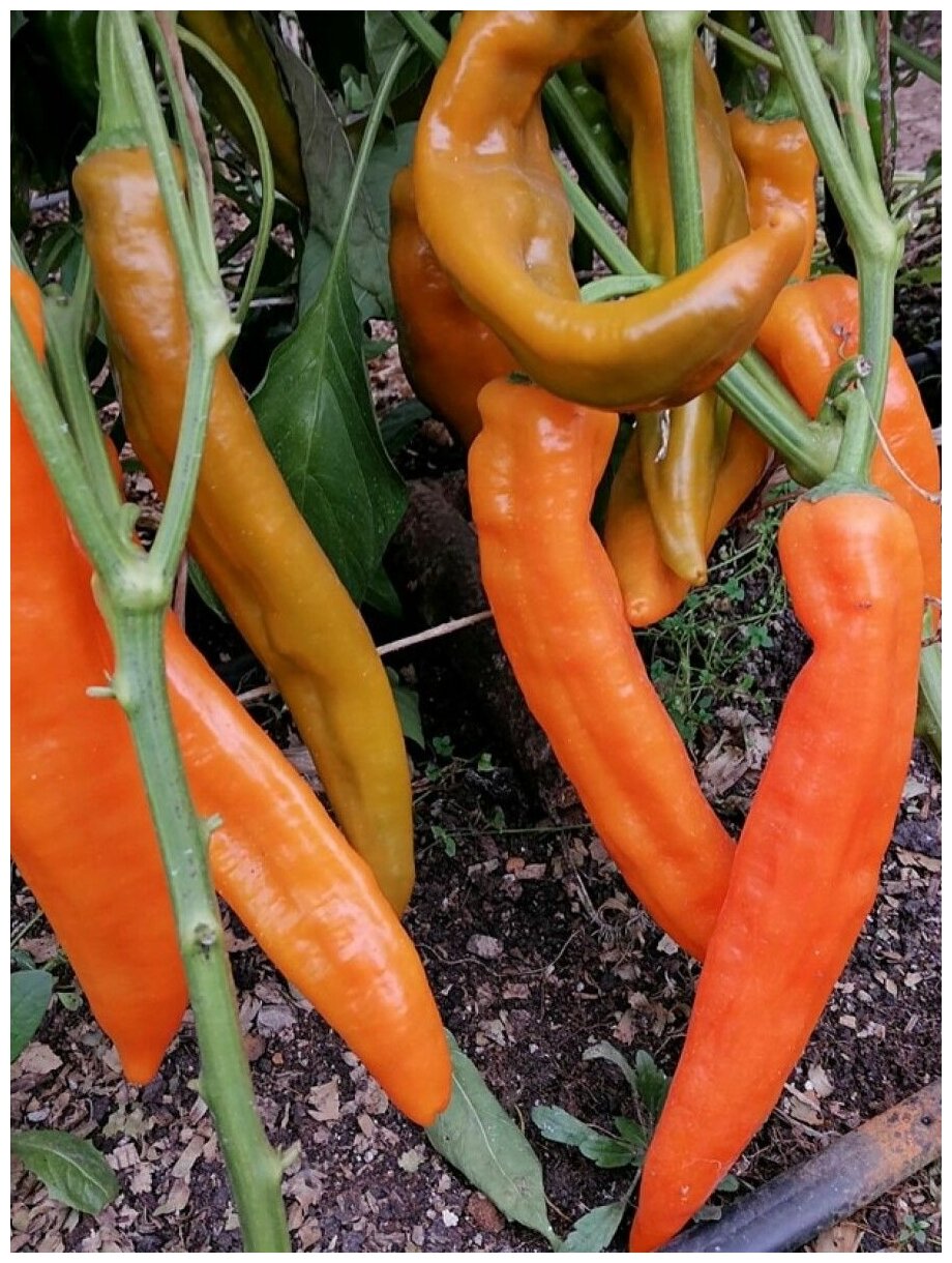 Семена Сладкий перец Рамиро оранжевый / Ramiro orange, 5 штук