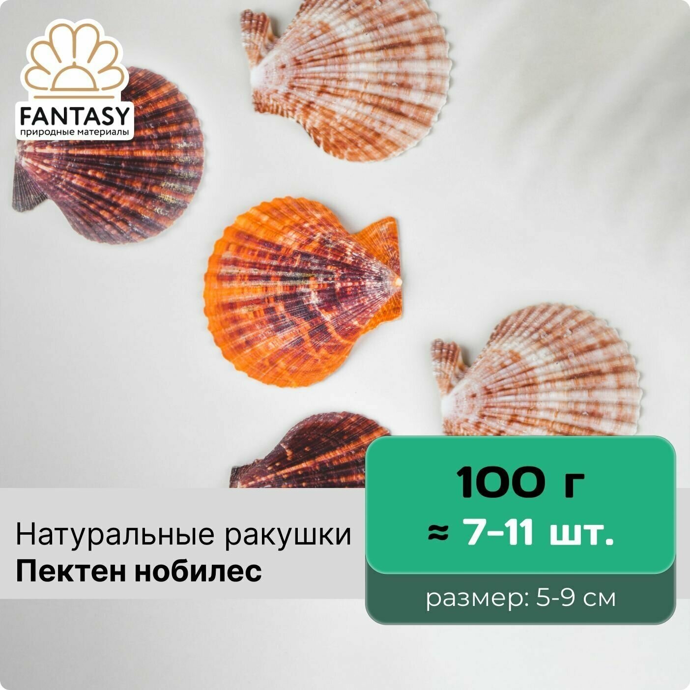 Натуральные морские ракушки FANTASY Пектен нобилес, размер - 5-9 см, отборные, набор весом 100 г (7-11 шт.)