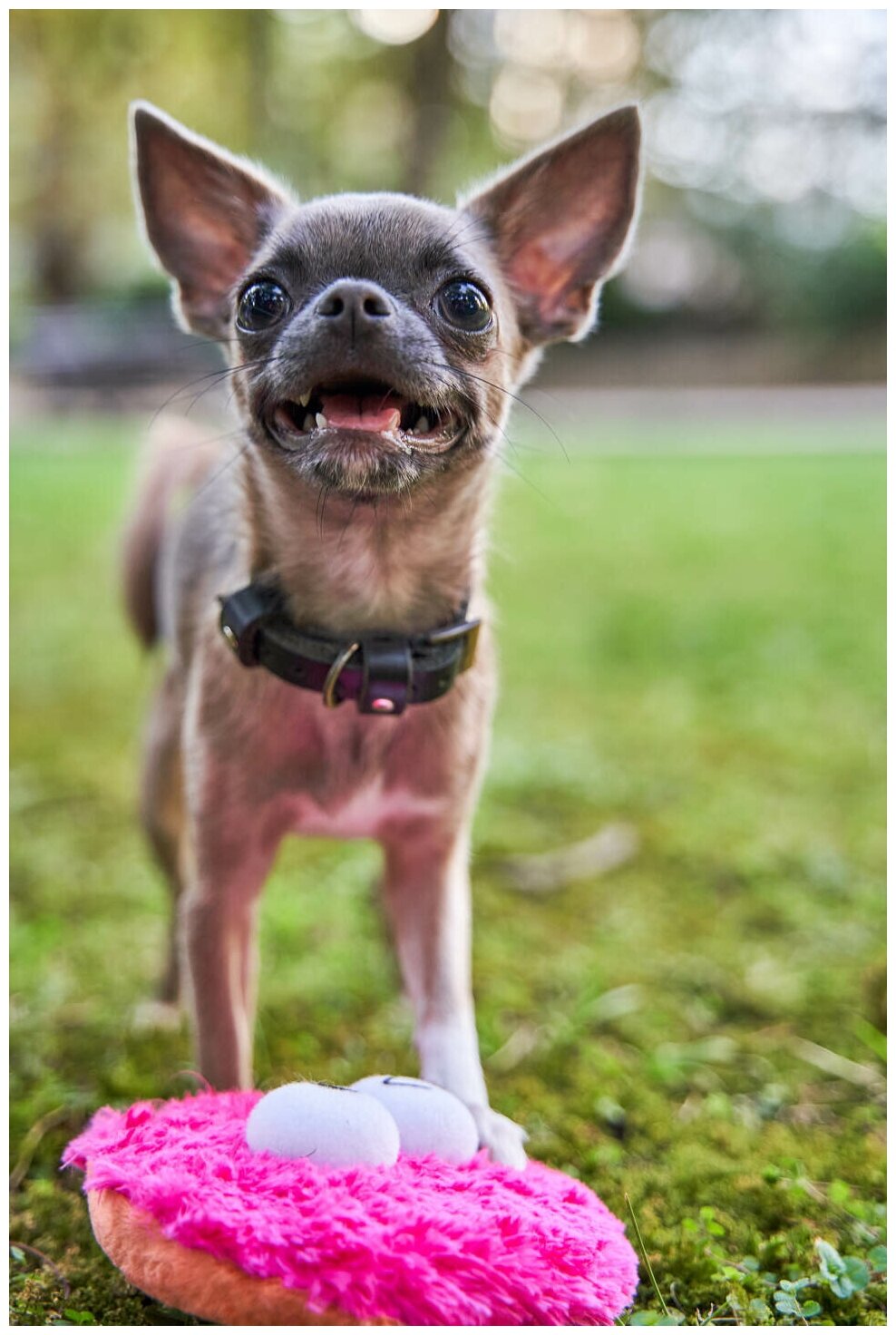 Игрушка для собак Japan Premium Pet Фрисби пушистый, розовый. - фотография № 1