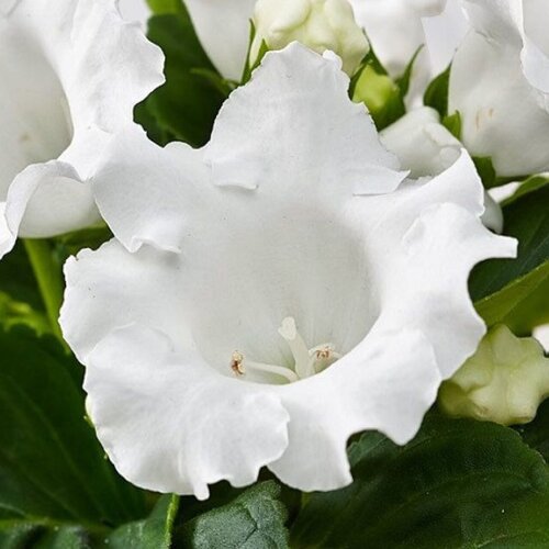 Глоксиния Аванти белая (лат. Gloxinia) семена 10шт