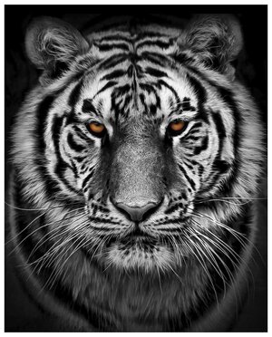 Картина на стекле Амурский тигр 40х50 см