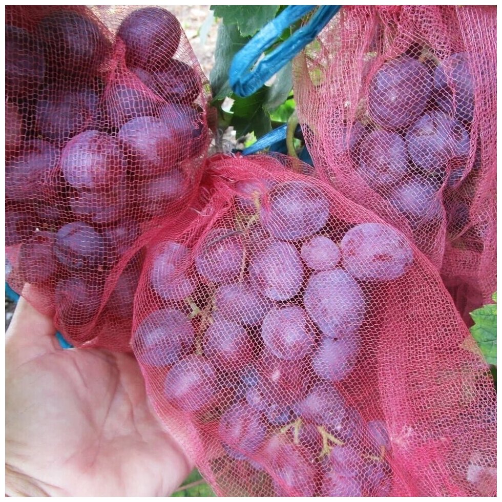 Мешочки для винограда Усиленные, сетки от ос и других вредителей 25х44 с завязками 25 шт - фотография № 10