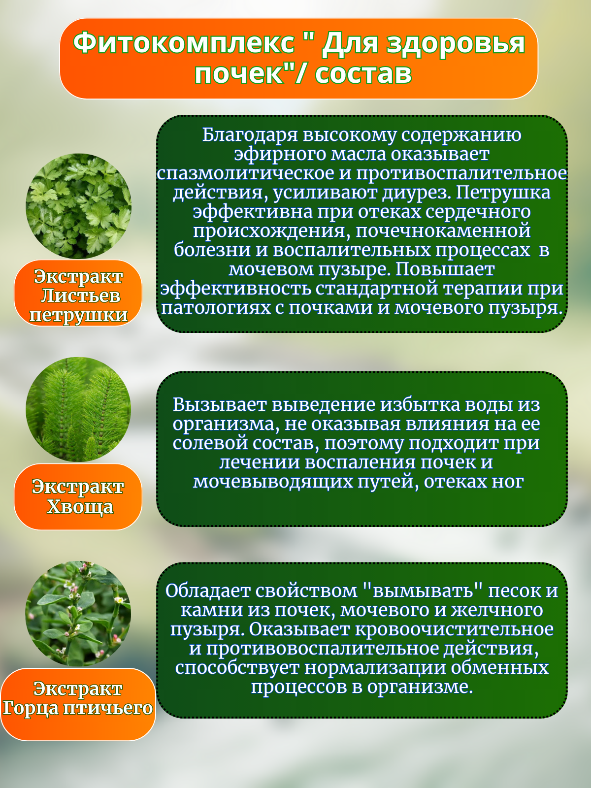 Изображение Фитокомплекс экстрактов трав Для здоровья почек мочегонный, при отёках