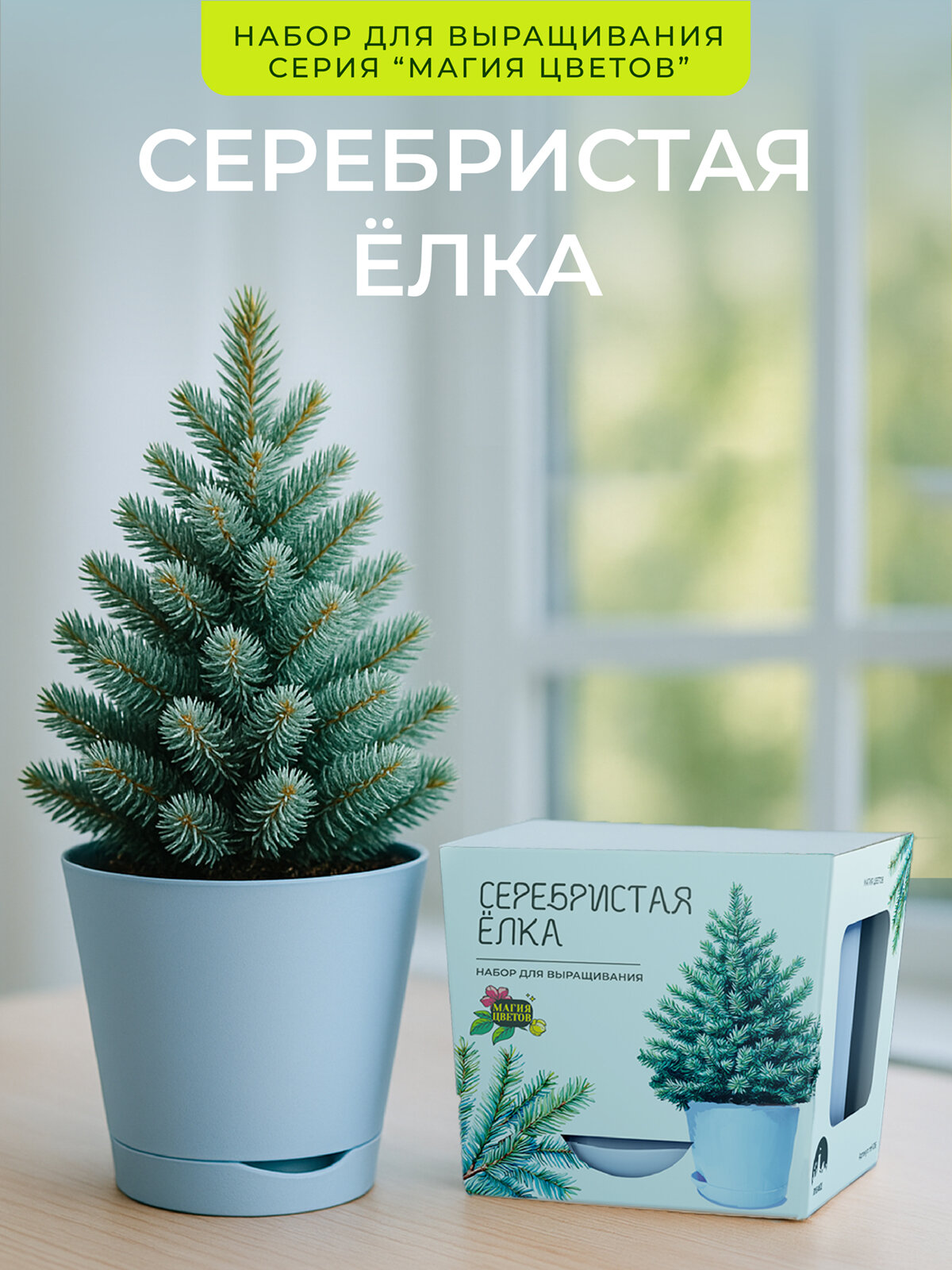Сербская серебристая ель Набор для выращивания растений Магия Цветов