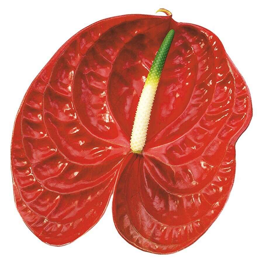 Антуриум Калисто Anthurium Calisto семена