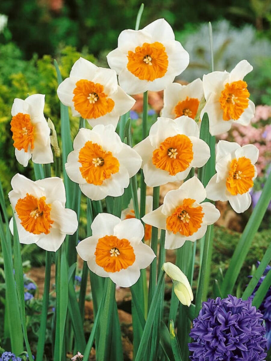 Нарцисс луковицы крупноцветковый Белла Виста 5 шт высота 40 см