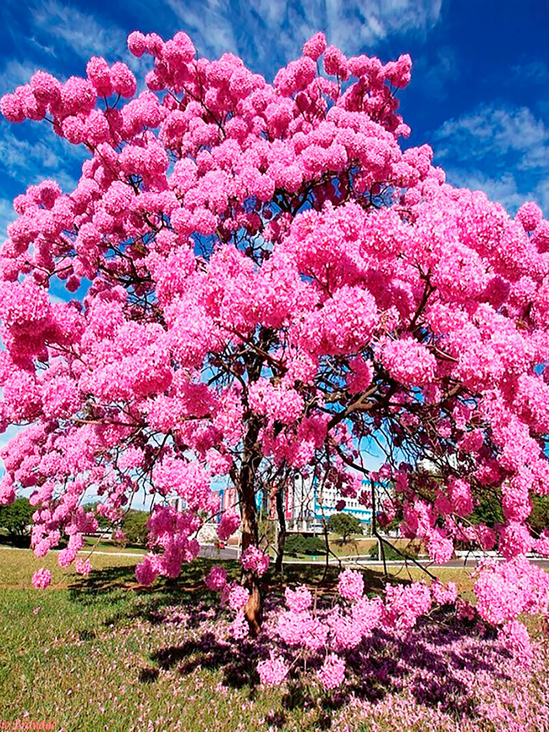 Табебуйя Розовое Облако  Семена  15 шт