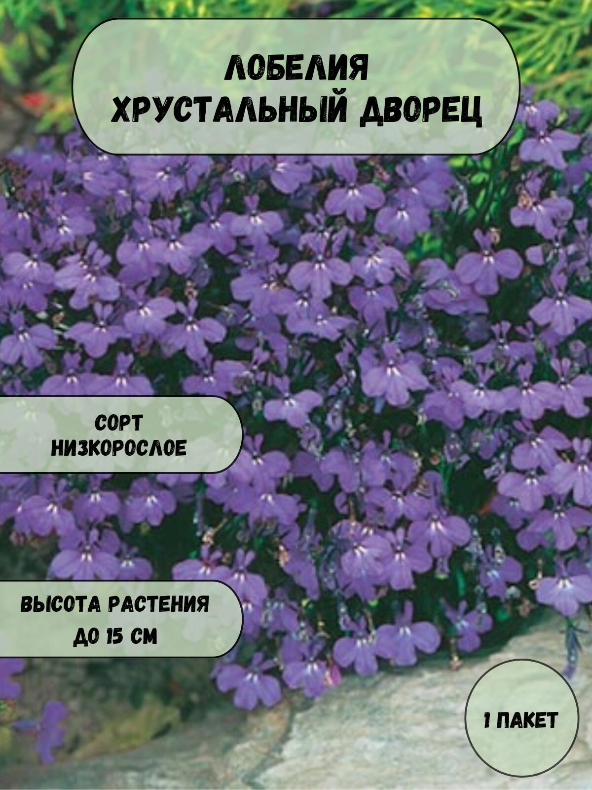 Лоберия Хрустальный Дворец семена 10 шт