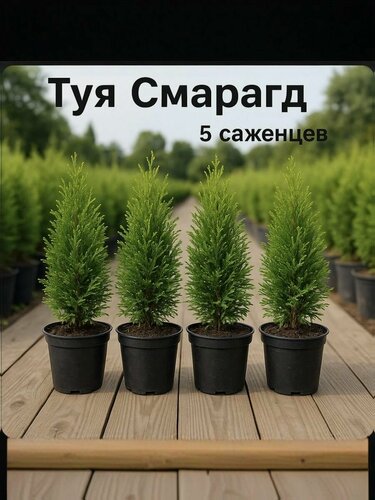 Изображение товара Туя "Смарагд", саженец, морозостойкая, для вертикального озеленения, 25 см, 5 шт.