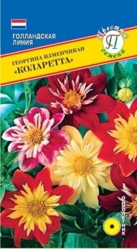 Георгина изменчивая Коларетта. Двуцветный тип высотой до 50 см. Куст с прочными стеблями. Цветки яркой окраски диаметром 6-8 см.