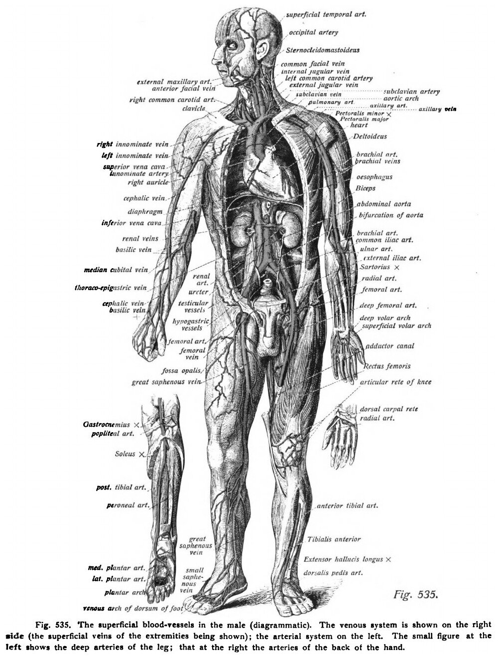 Atlas And Text-Book Of Human Anatomy, Volume 3, Vascular System, Lymphatic System... - фото №7