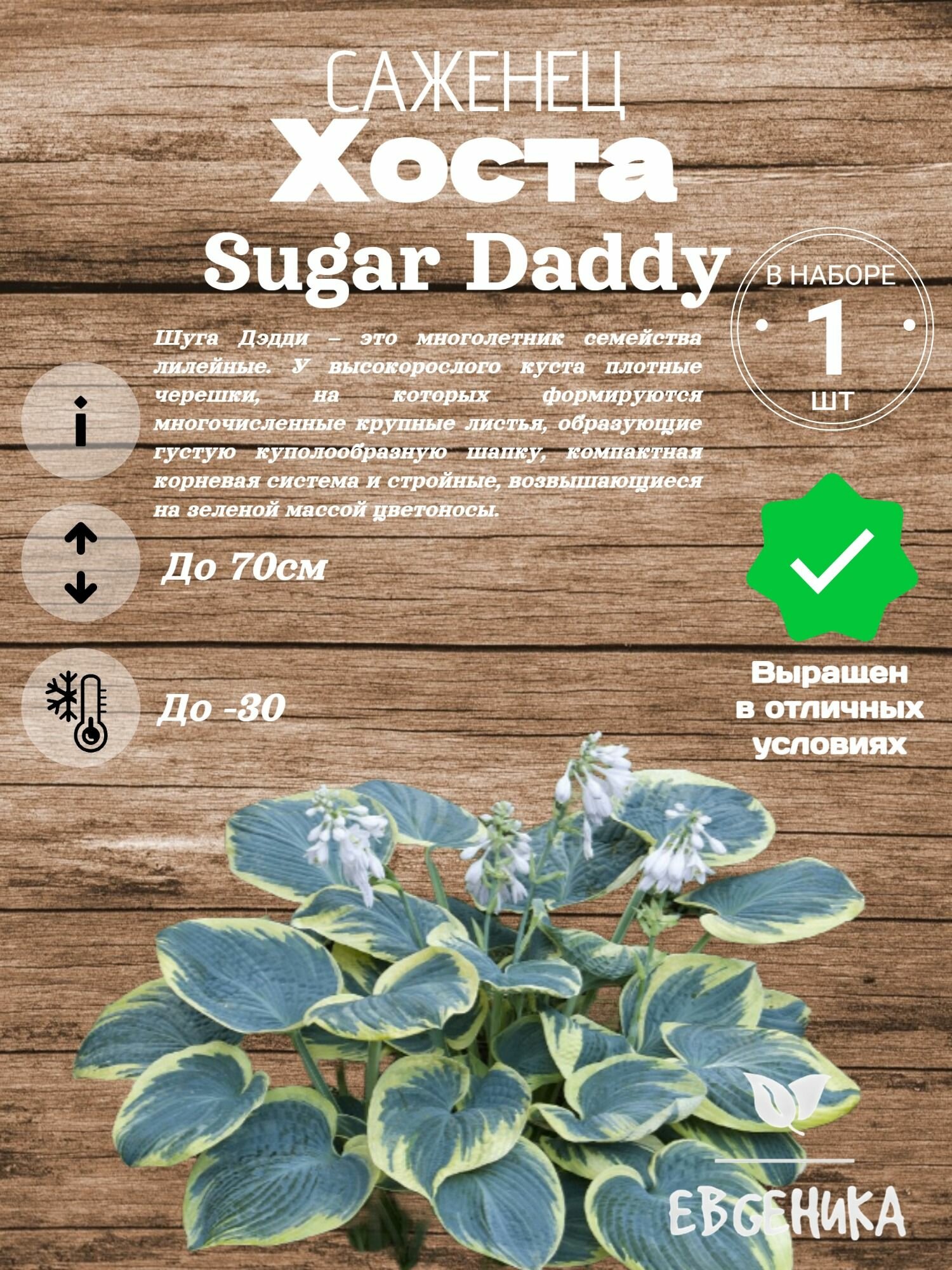 Хоста Sugar Daddy