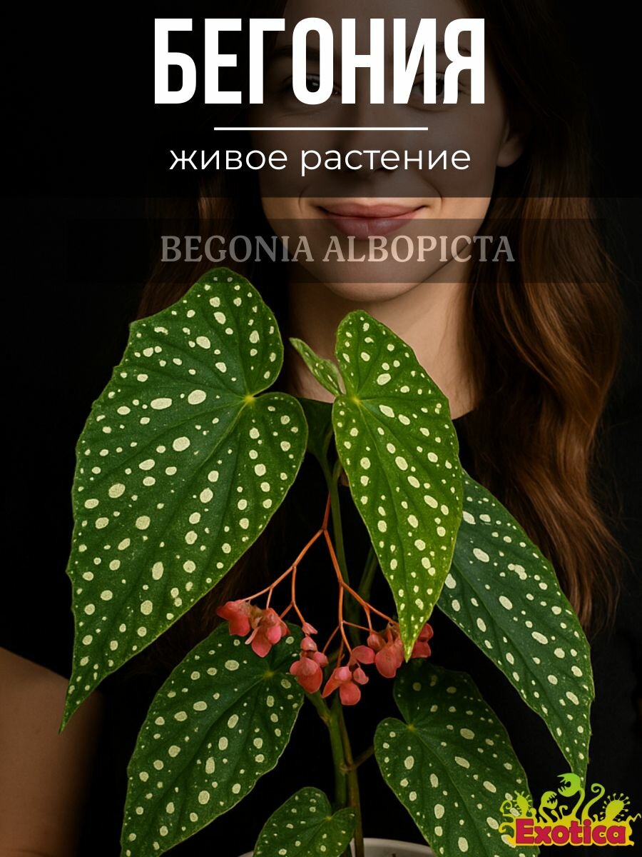 Бегония Альба Пикта или Альбопикта (Begonia Albopicta) D6см живое растение