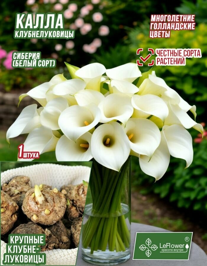 Калла Клубнелуковица Сиберия 1шт. Разбор 16/18