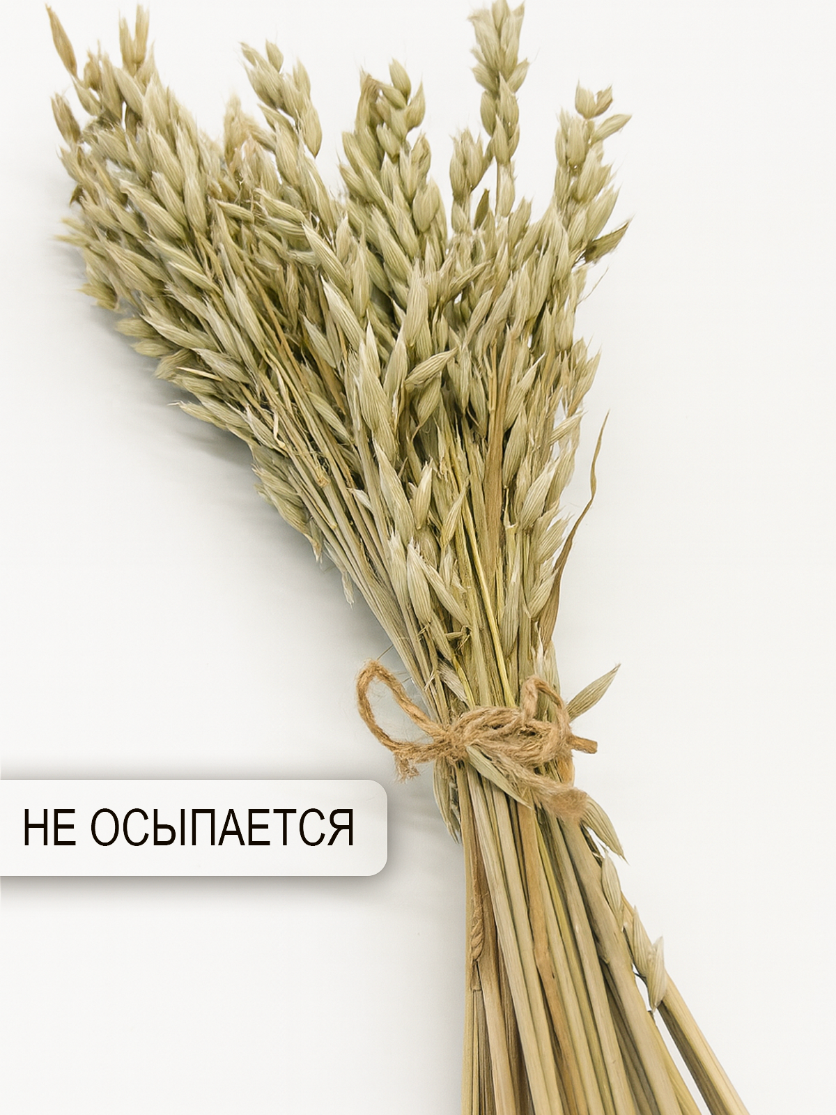 Сухоцветы для декора Овес, зеленый, 50 штук, бренд ARANTA Decor — фото 1