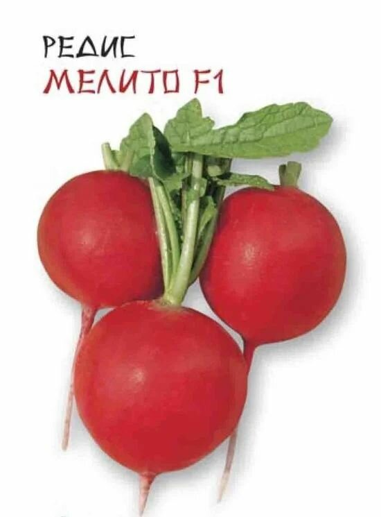 Коллекционные семена редиса Мелито F1/
