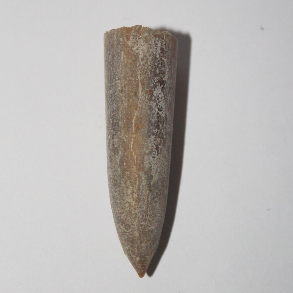 Белемнит ископаемое, чертов палец окаменелый древний малюск, коллекционный образец "True Stones"