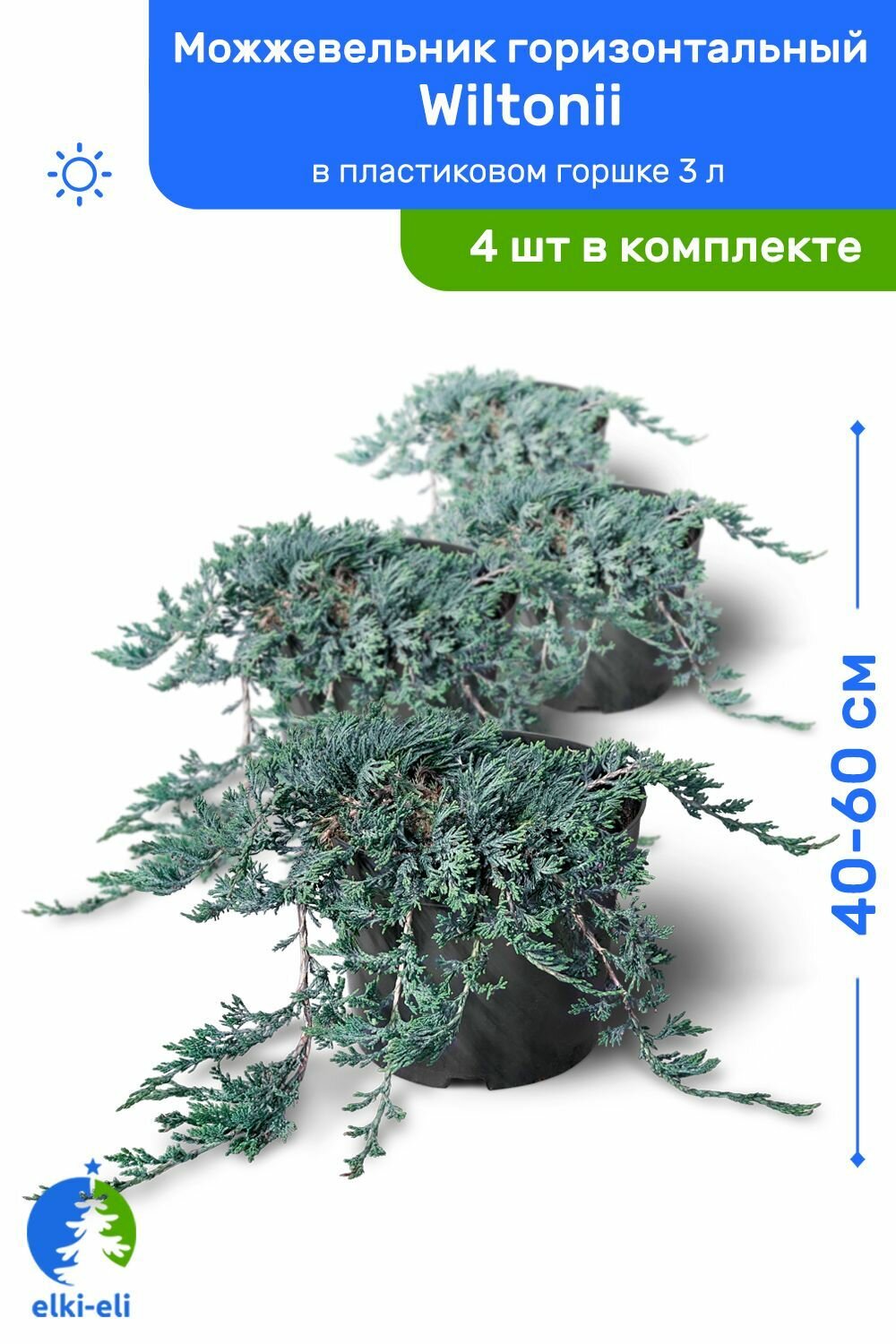 Можжевельник горизонтальный Wiltonii (Вилтони) 40-60 см в пластиковом горшке 3 л, саженец, живое хвойное растение, комплект из 4 шт