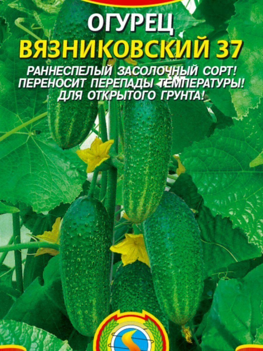 Семена Огурец Вязниковский 37 15 шт Плазменные семена