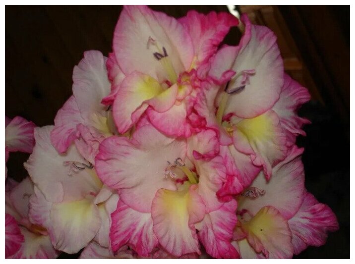 Гладиолус крупноцветковый Присцилла 3 шт. - фотография № 3