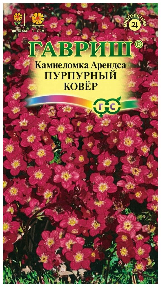 Камнеломка Арендса Пурпурный ковер Поиск 1 гр - фото №11