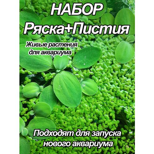 Ряска и пистия. Набор живых плавающих и фильтрующих аквариумных растений