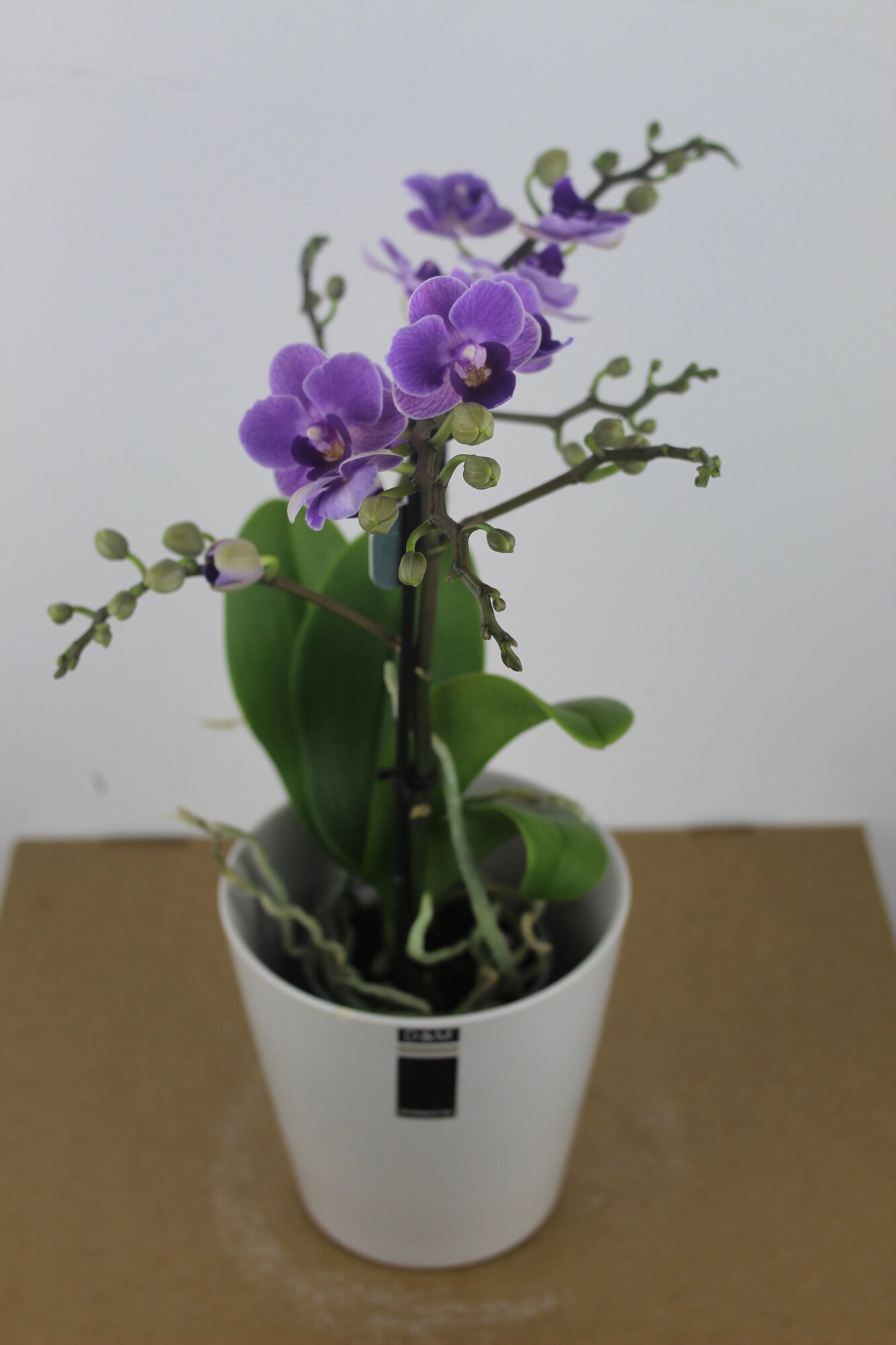 Лавандовая мини орхидея в керамическом кашпо (D-14 H-40)