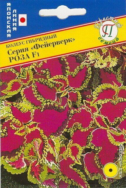 Колеус Фейерверк Роза F1. Семена. Карликовый гибрид высотой 15 см. с превосходным побегообразованием. Идеален для горшечной культуры