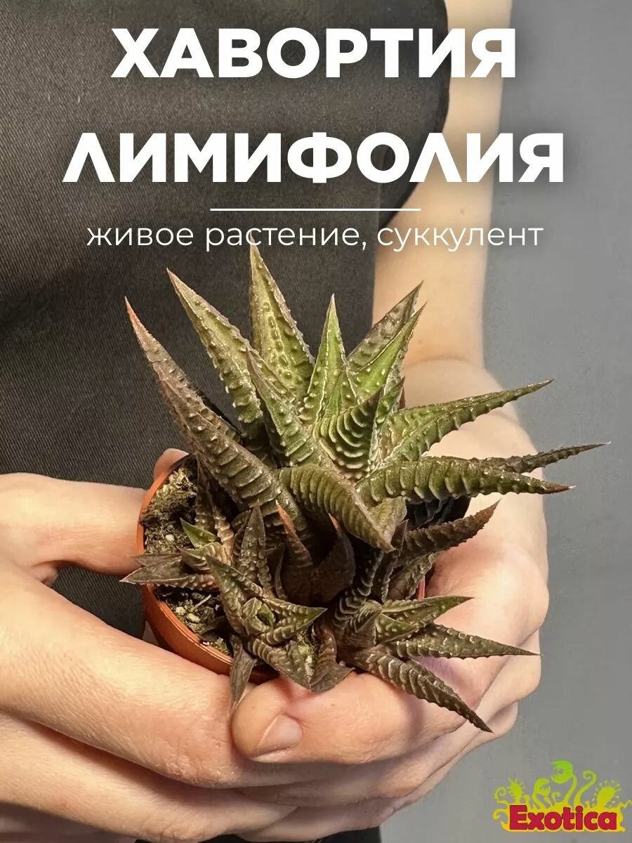 Хавортия Лимифолия (Haworthia Limifolia) D5см растение в горшке