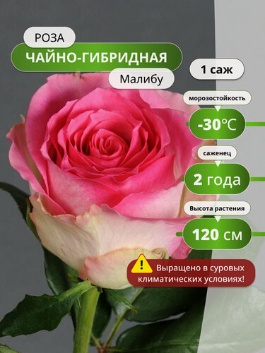 Изображение товара Роза чайно-гибридная Малибу (Maliby) / 1 шт, розы, морозостойкий