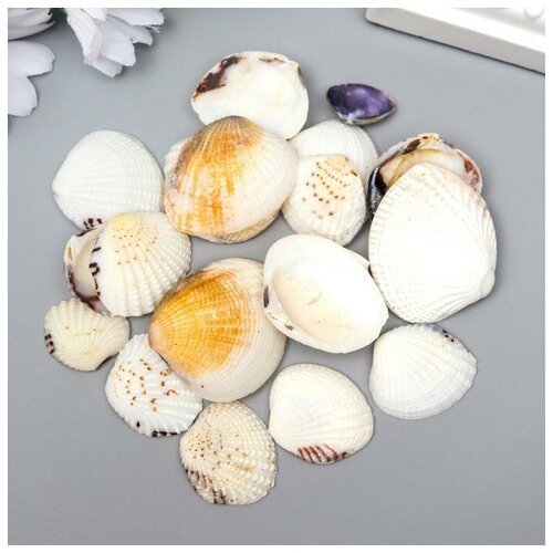 Декоративные ракушки Venus Clam 20 шт