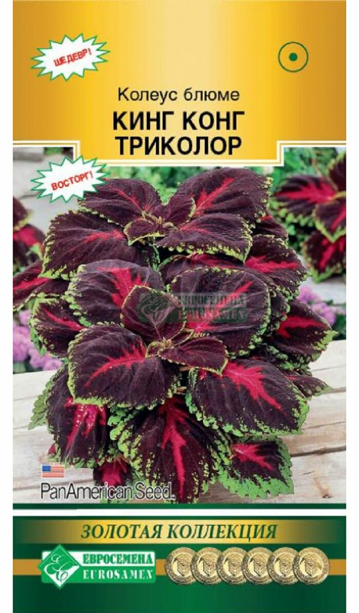 Колеус кинг конг триколор блюме (3 драже) / Евросемена