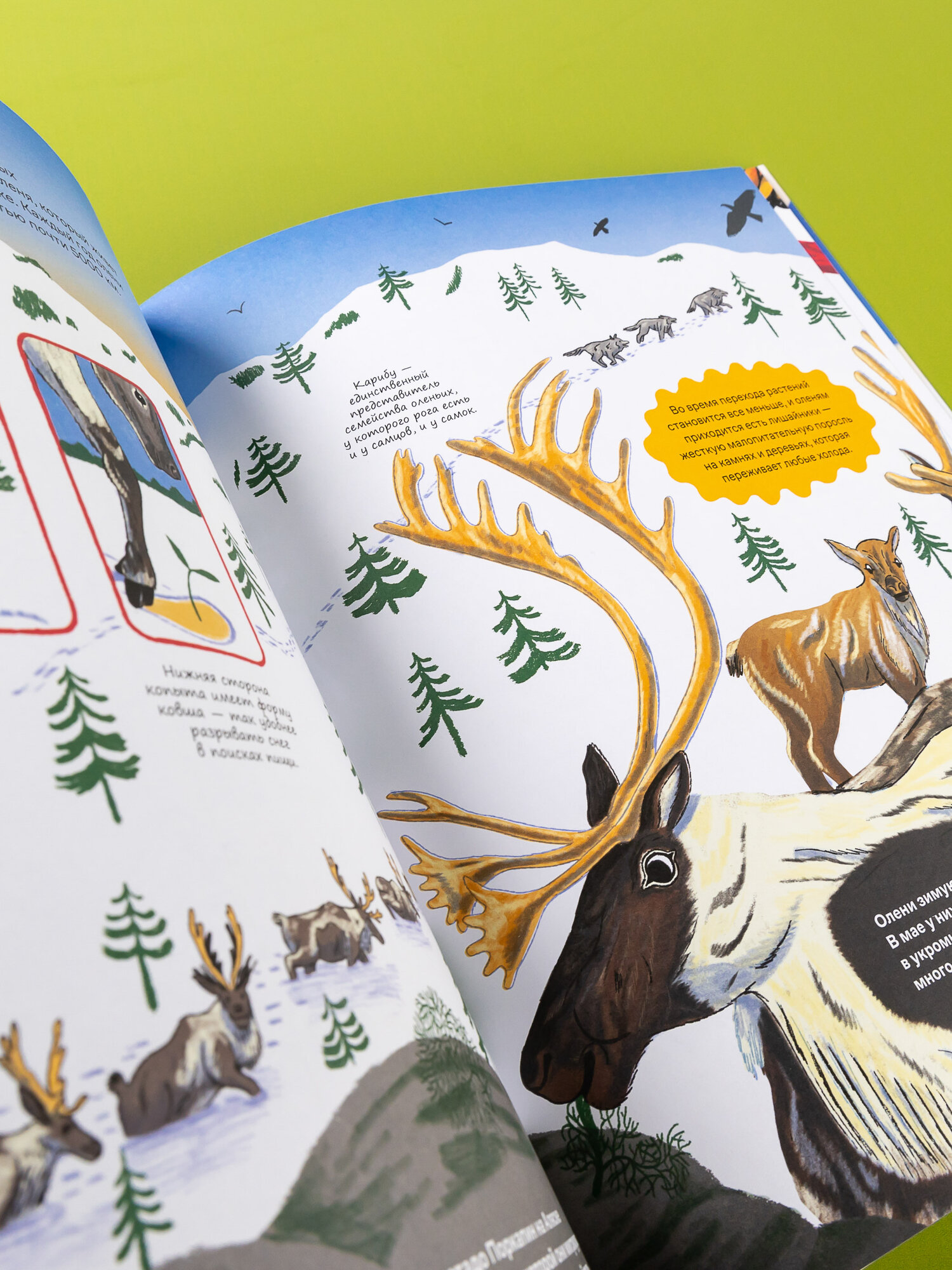 Невероятные странствия животных : навигация и миграция по воздуху, суше и морю - фото №7