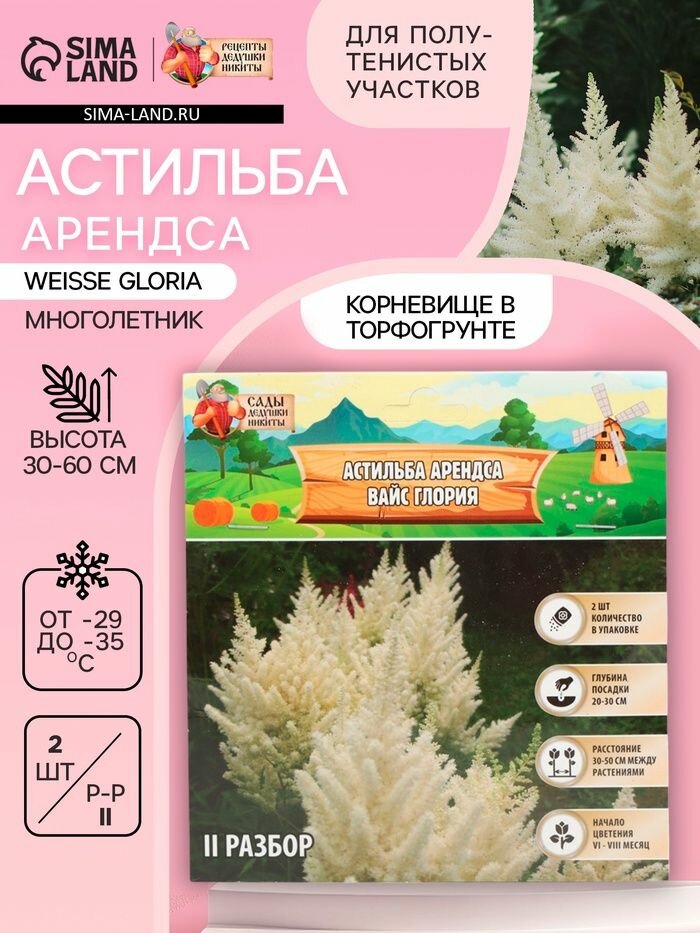 Астильба Арендса Weisse Gloria многолетник корневище в торфогрунте р-р II 2 шт.