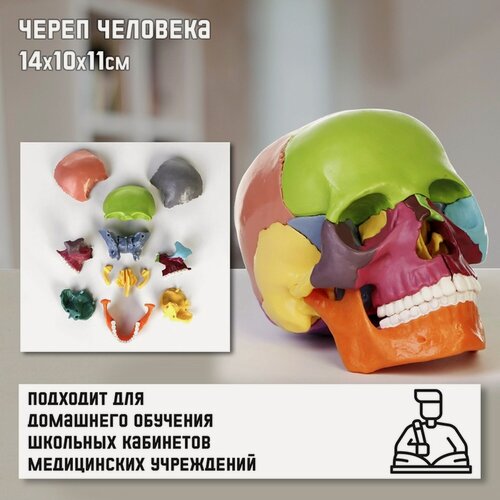 Изображение товара Макет Сима-ленд "Череп человека", анатомический, пластик, 14x10x11 см