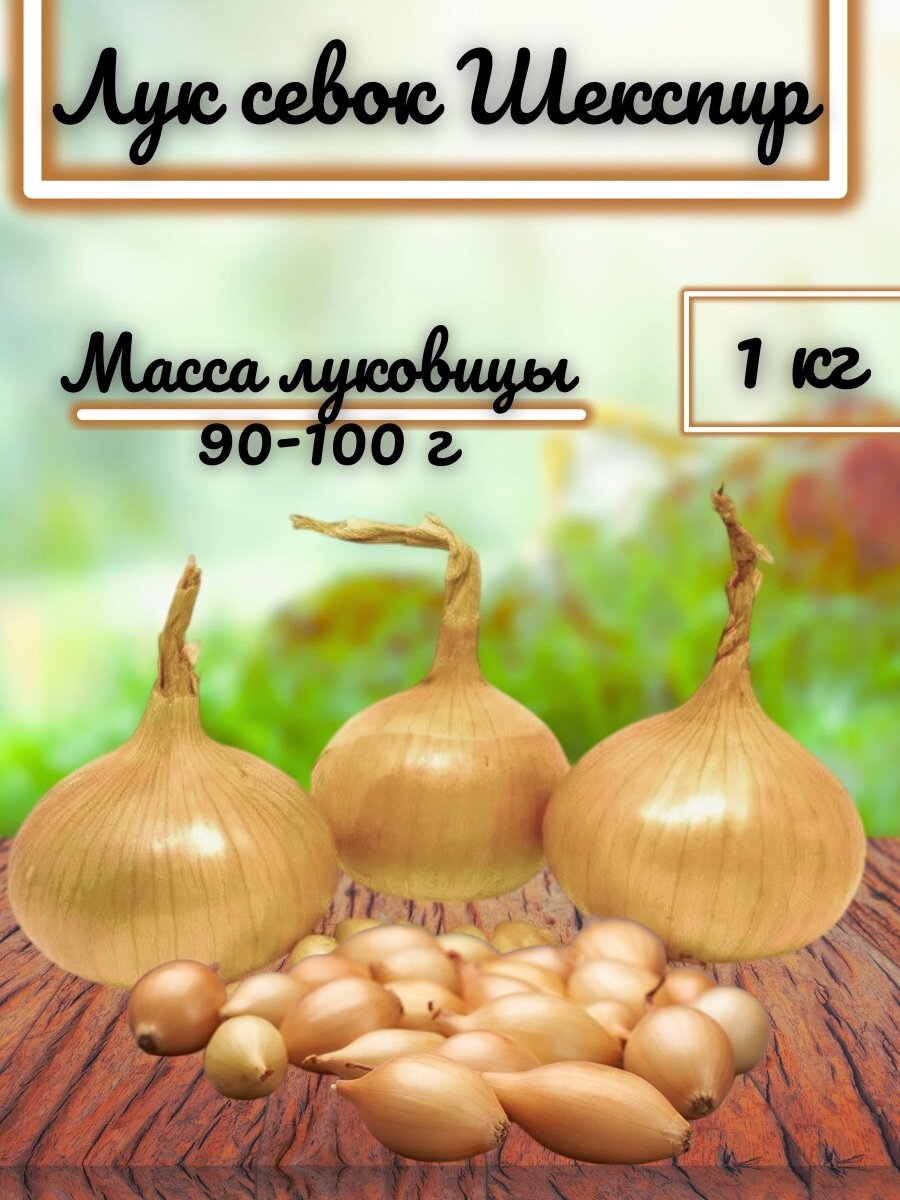 Лук-севок 