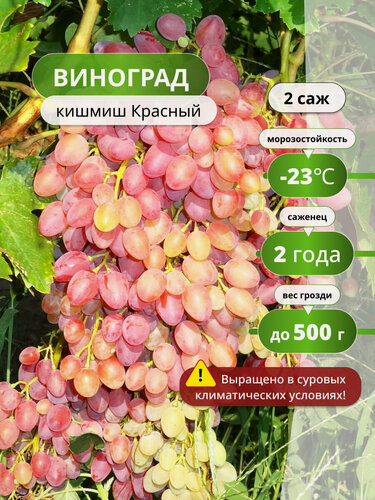Изображение товара Виноград кишмиш красный, очень ранний, морозоустойчивый, 2 шт